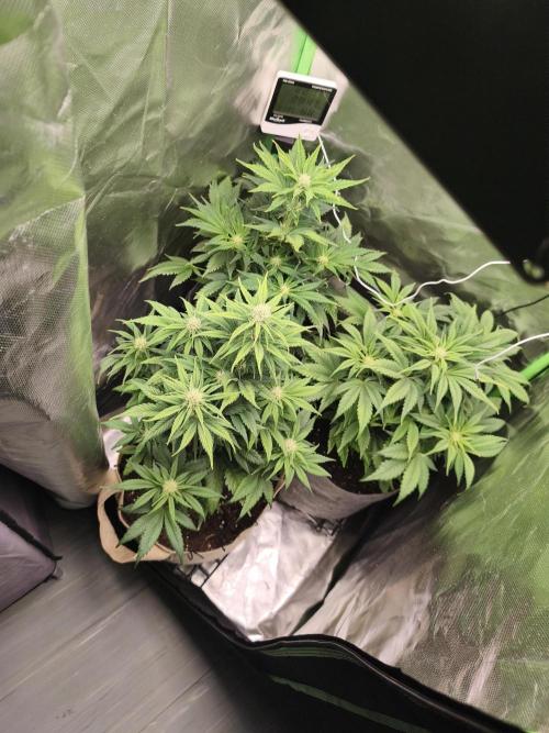 GorillaZ#1. Week 6