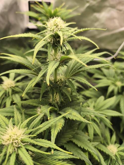 GorillaZ#1. Week 6
