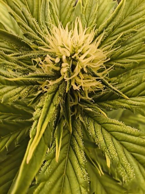 GorillaZ#1. Week 7