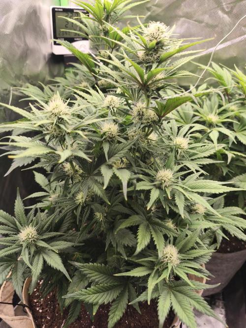 GorillaZ#1. Week 7