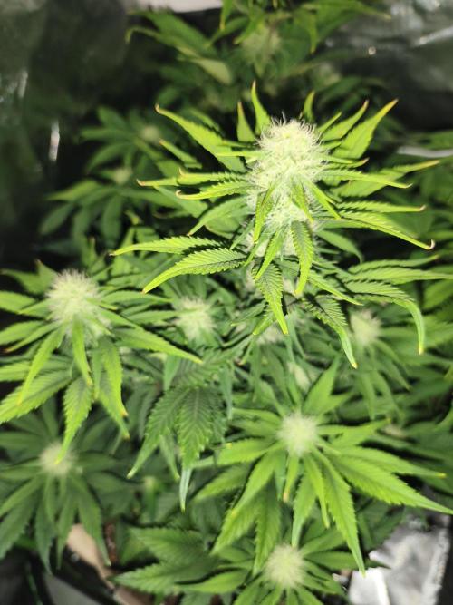 GorillaZ#1. Week 7