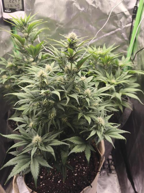 GorillaZ#1. Week 7