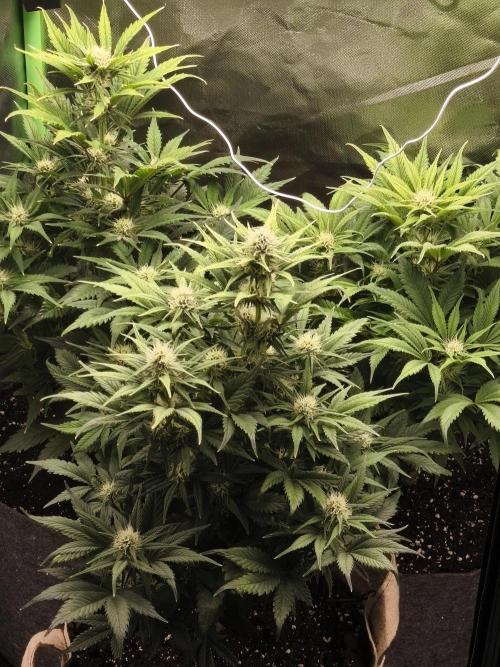 GorillaZ#1. Week 7