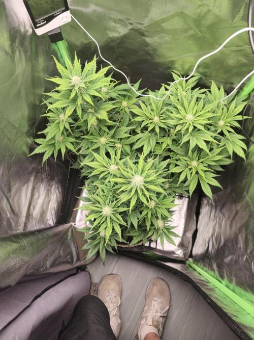 GorillaZ#1. Week 7