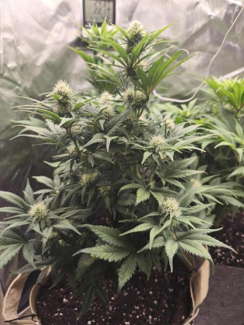 GorillaZ#1. Week 8