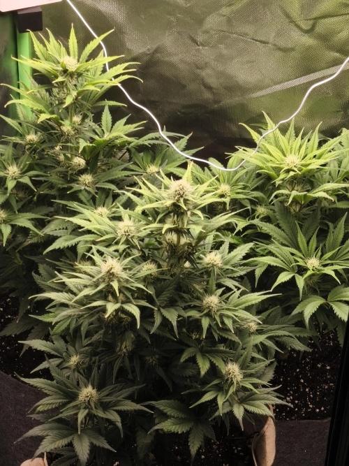 GorillaZ#1. Week 8