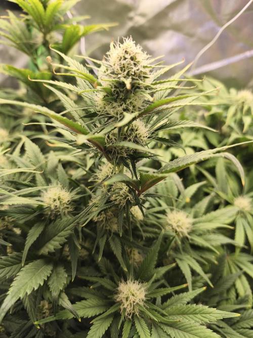 GorillaZ#1. Week 8