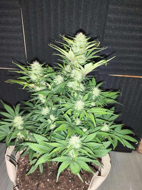 GorillaZ#1. Week 8