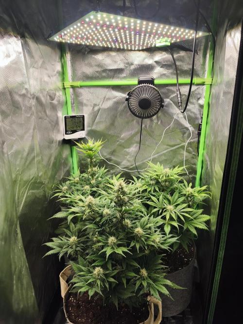 GorillaZ#1. Week 8