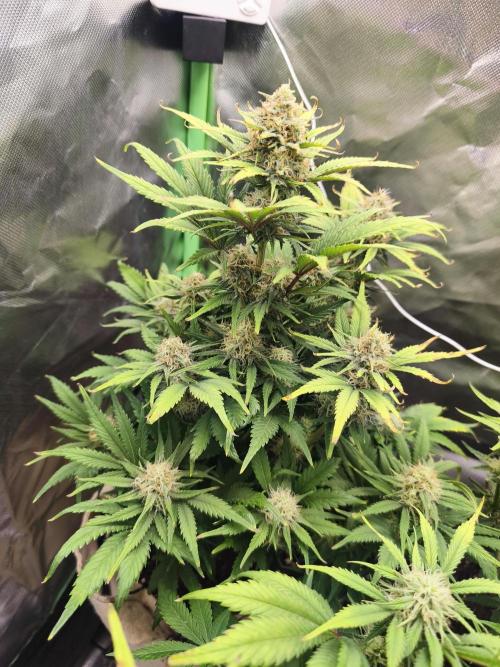 GorillaZ#1. Week 8