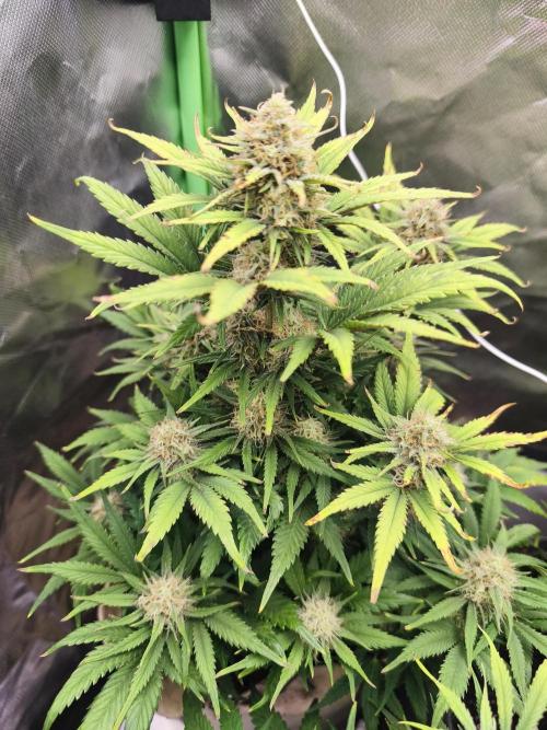 GorillaZ#1. Week 8