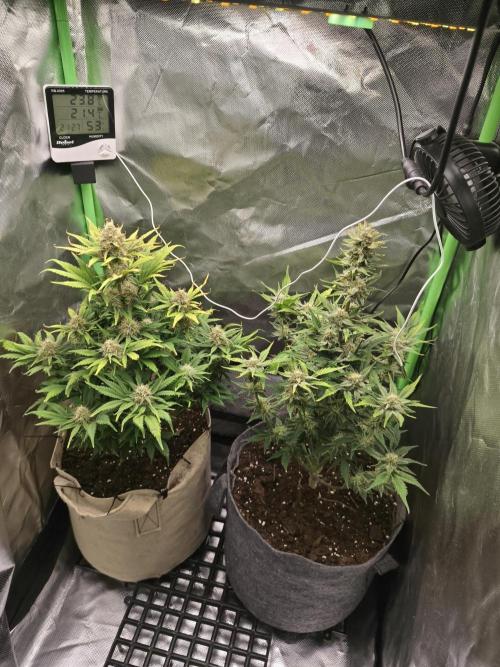 GorillaZ#1. Week 9