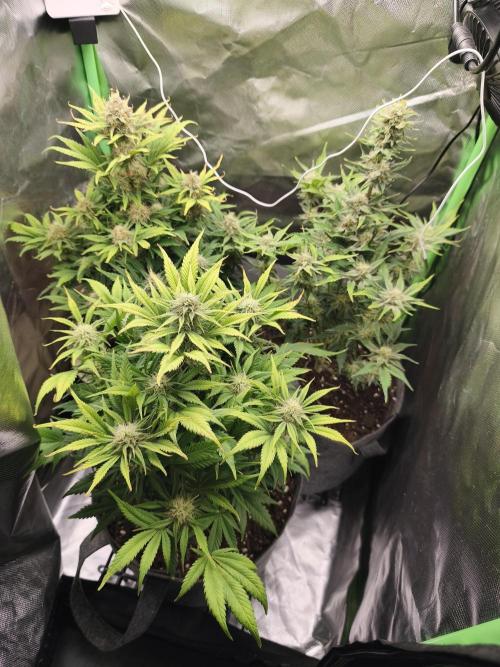 GorillaZ#1. Week 9