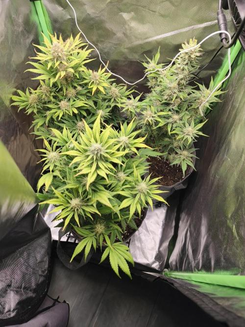 GorillaZ#1. Week 9