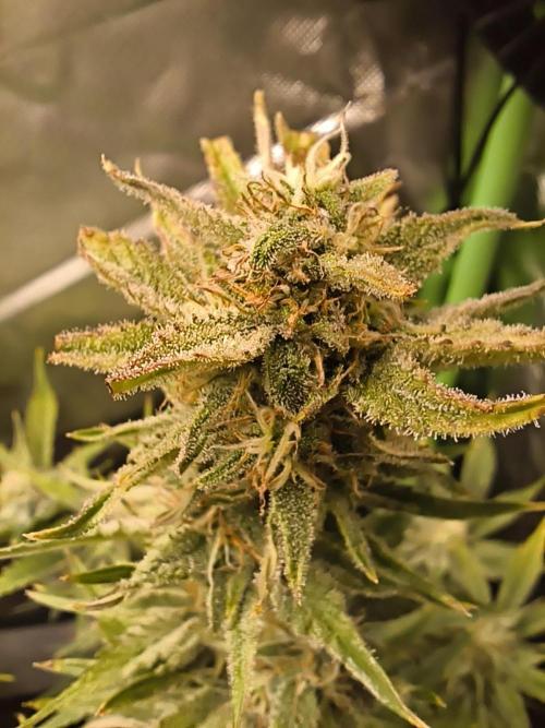 GorillaZ#1. Week 9