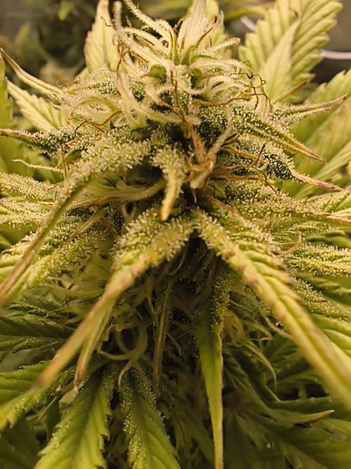 GorillaZ#1. Week 9