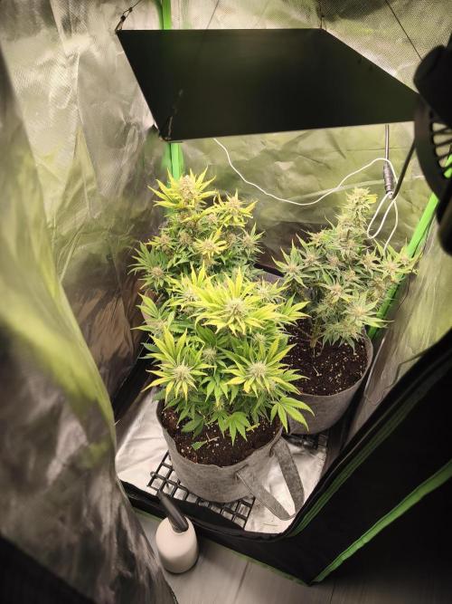 GorillaZ#1. Week 9