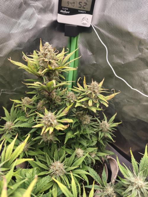 GorillaZ#1. Week 9