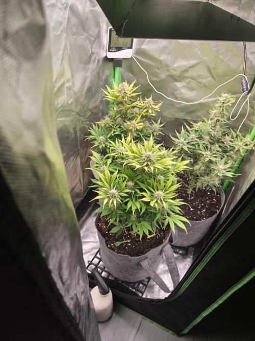 GorillaZ#1. Week 9