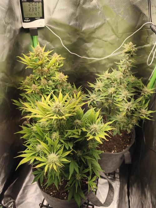 GorillaZ#1. Week 9