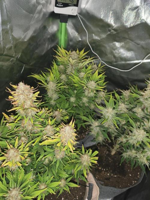 GorillaZ#1. Week 9