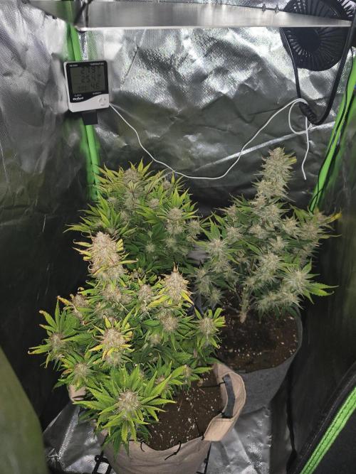 GorillaZ#1. Week 9