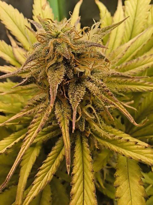 GorillaZ#1. Week 9