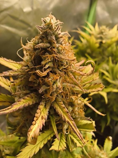 GorillaZ#1. Week 9