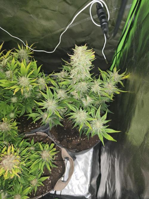 GorillaZ#1. Week 10