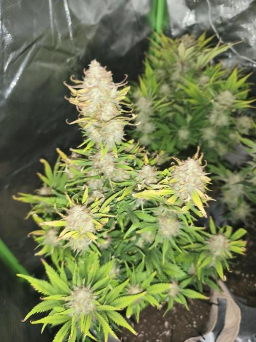 GorillaZ#1. Week 10