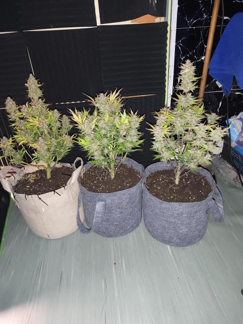 GorillaZ#1. Week 10