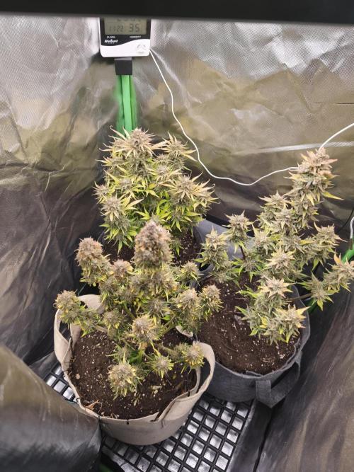 GorillaZ#1. Week 10