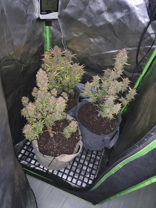 GorillaZ#1. Week 10 - 3x gorillaZ but each Plant is different . Seeds from one bag 😁