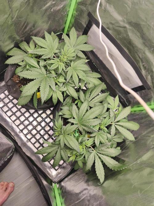 Strawberry gorilla auto#1. Week 4