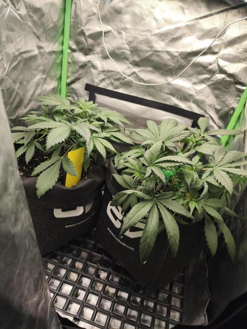 Strawberry gorilla auto#1. Week 4