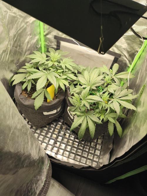 Strawberry gorilla auto#1. Week 4