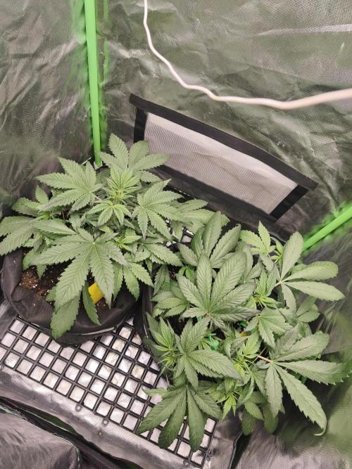 Strawberry gorilla auto#1. Week 4