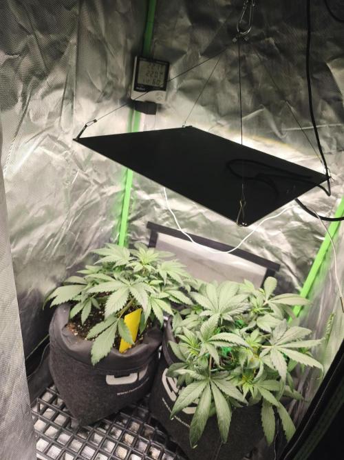 Strawberry Gorilla Auto. Week 4