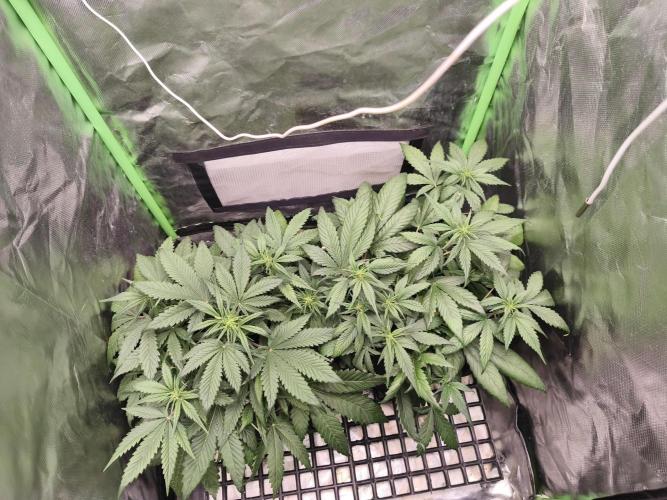 Strawberry gorilla auto#1. Week 5