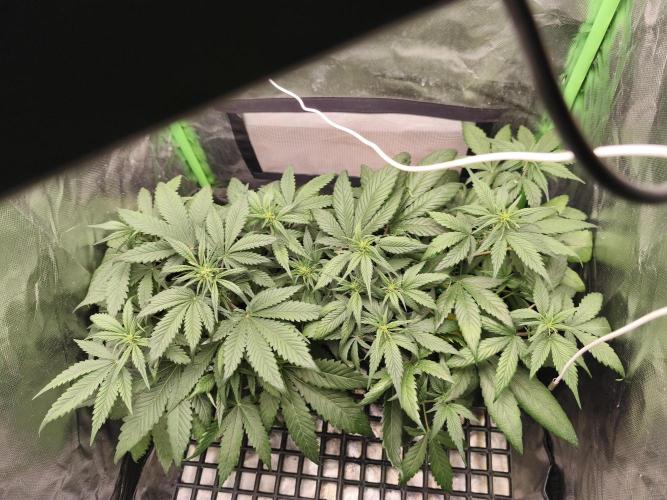 Strawberry gorilla auto#1. Week 5