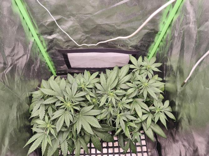 Strawberry gorilla auto#1. Week 5