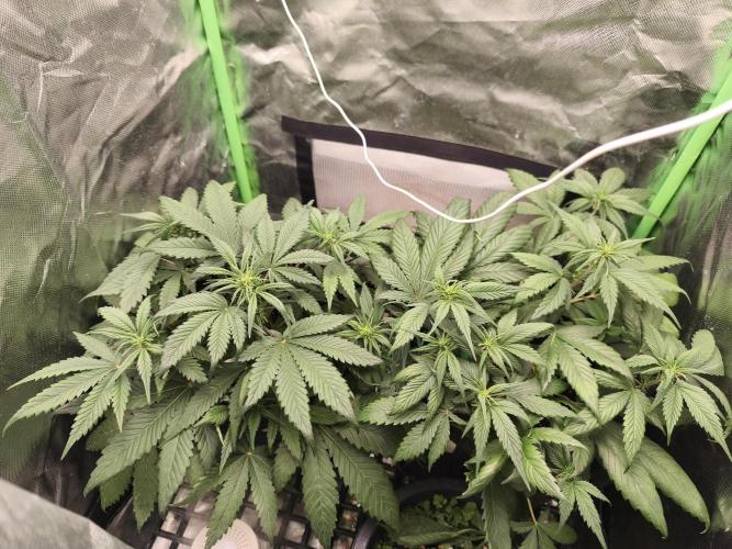 Strawberry gorilla auto#1. Week 5