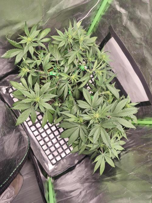 Strawberry gorilla auto#1. Week 5