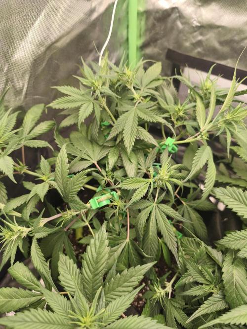 Strawberry gorilla auto#1. Week 5