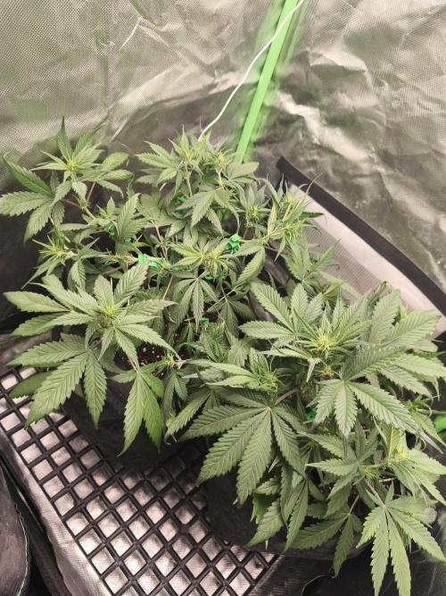 Strawberry gorilla auto#1. Week 5
