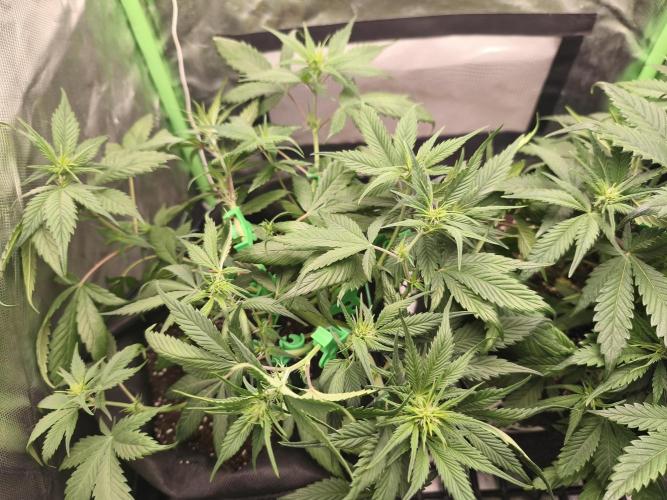 Strawberry Gorilla Auto. Week 5