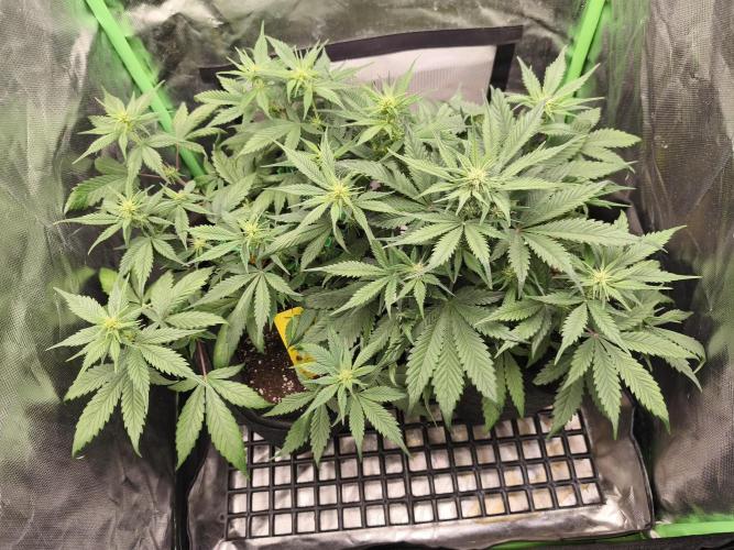 Strawberry gorilla auto#1. Week 6