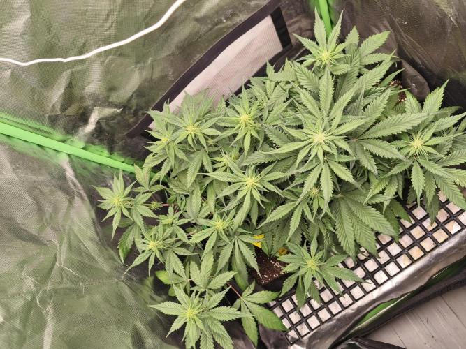 Strawberry gorilla auto#1. Week 6