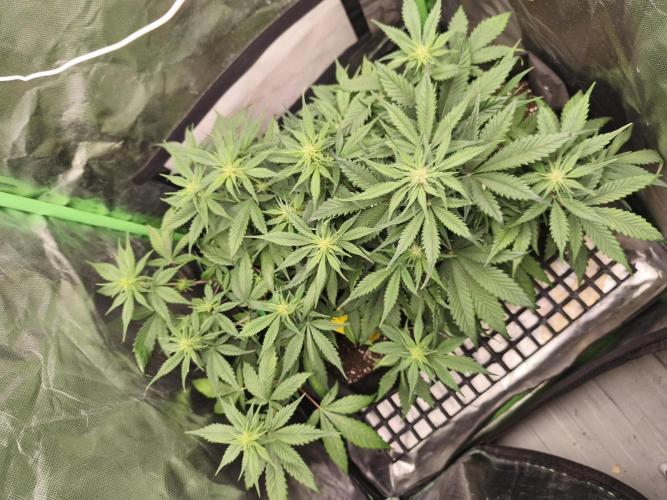 Strawberry gorilla auto#1. Week 6