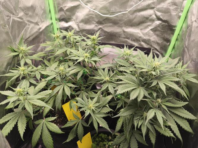 Strawberry gorilla auto#1. Week 6